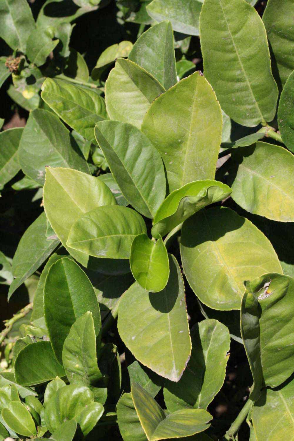              Sun leaves (Riverside, CA)       